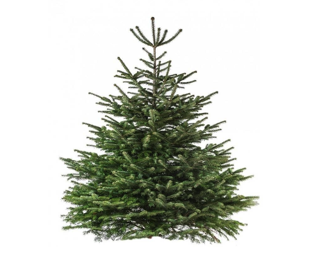 Nordmann Kerstboom